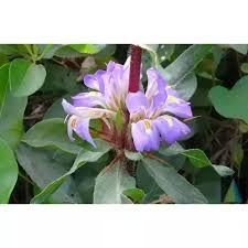 Asteracantha longifolia flower3.jpg